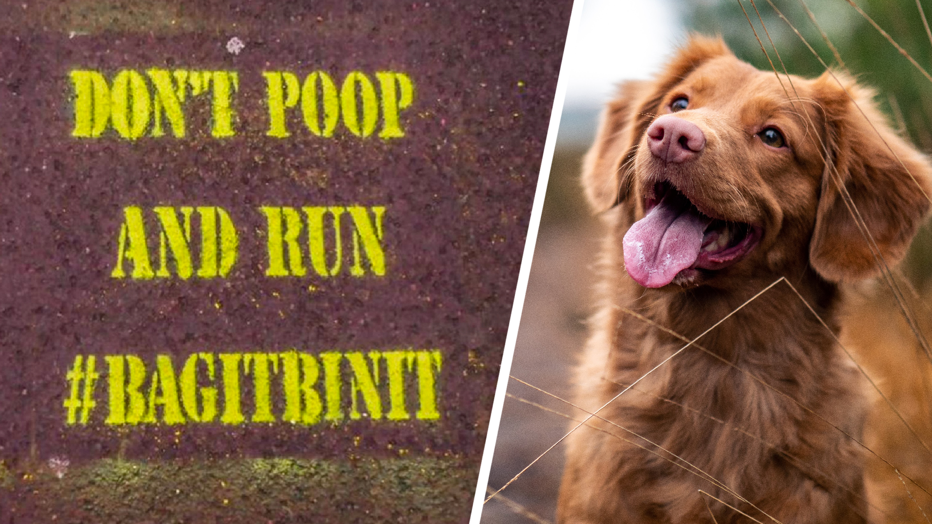 Why dog poo in parks and on pavements is up 200 This Morning
