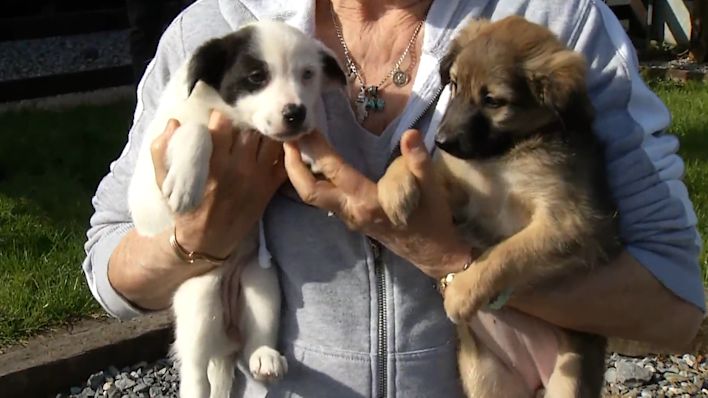 Many tears rescue hot sale puppies