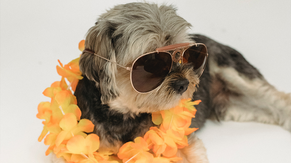 How Can My Dog Make Money