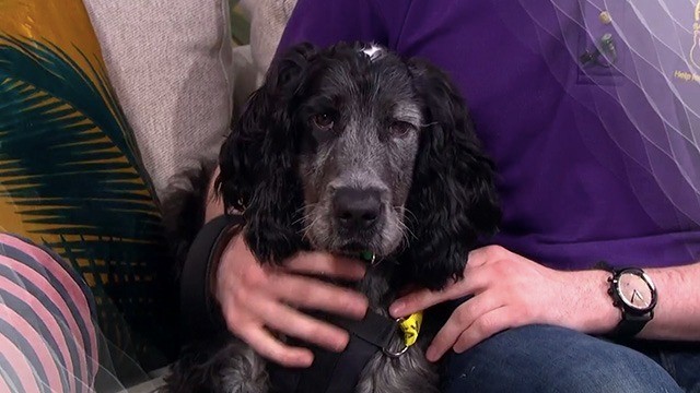 Can you offer Jasper a loving home? | This Morning