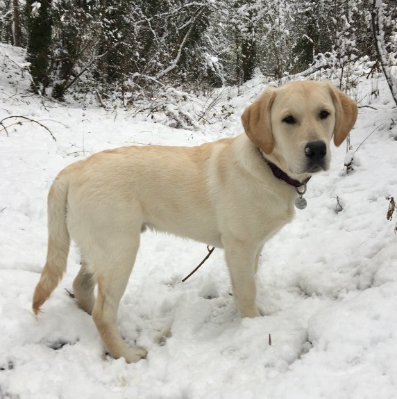 Top tips to keep your dog healthy in the cold weather This Morning