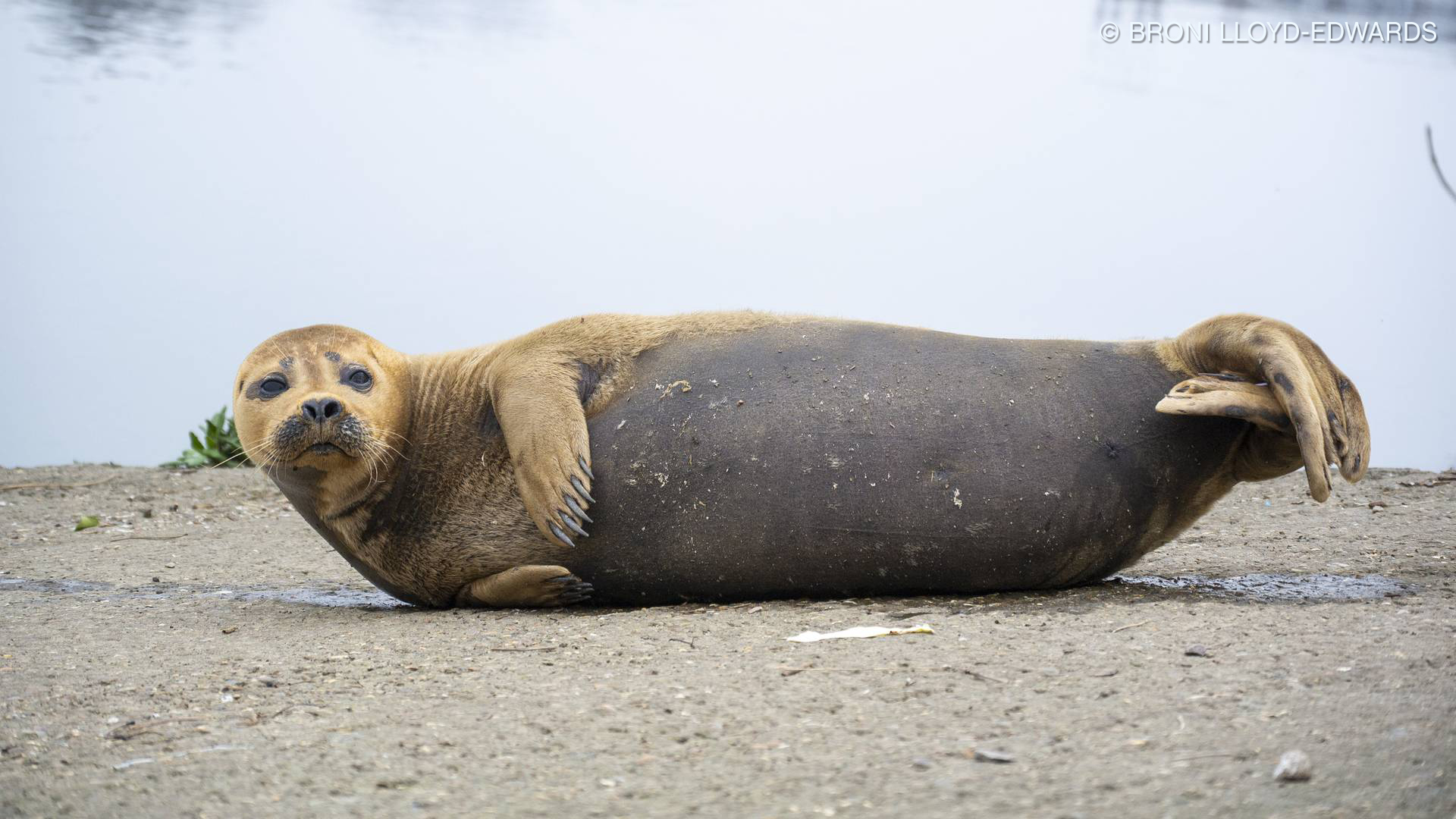 Freddie The Seal Put Down By Vets After Dog Attack Near River Thames This Morning