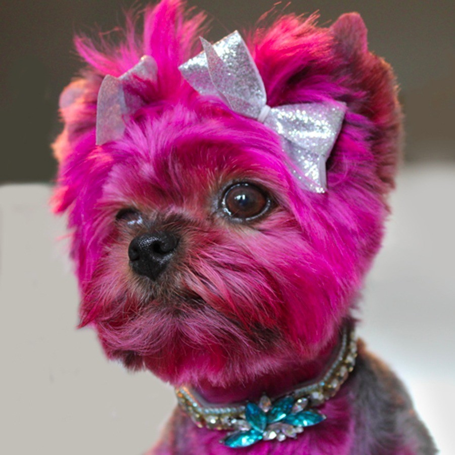 Yorkie 2024 hair dye