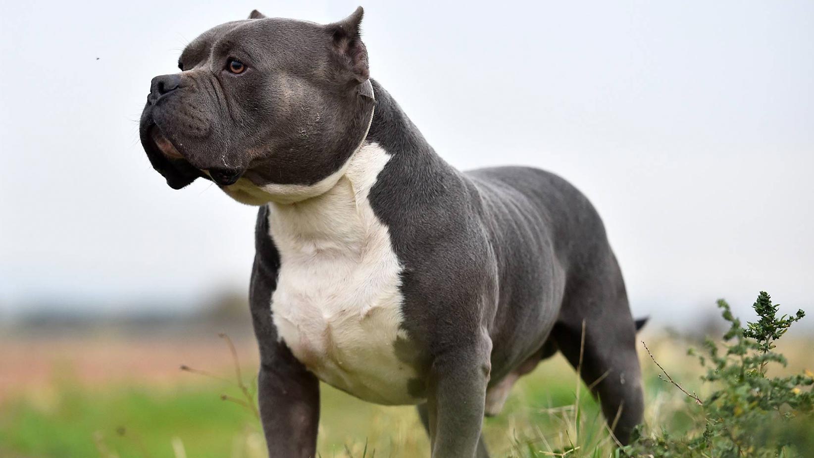 Home Secretary pushes for ban on American bully XL dogs | This Morning