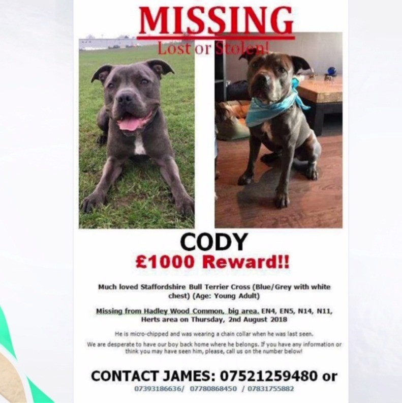 micro staffordshire bull terrier