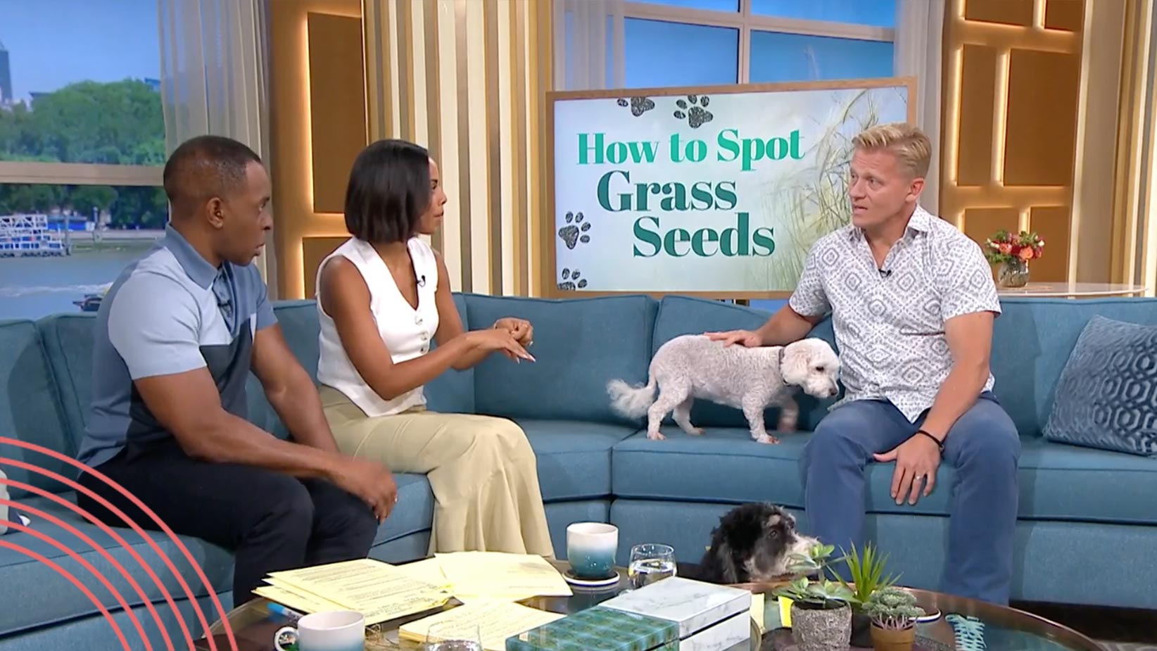 How do you protect your dog from harmful grass seeds? This Morning