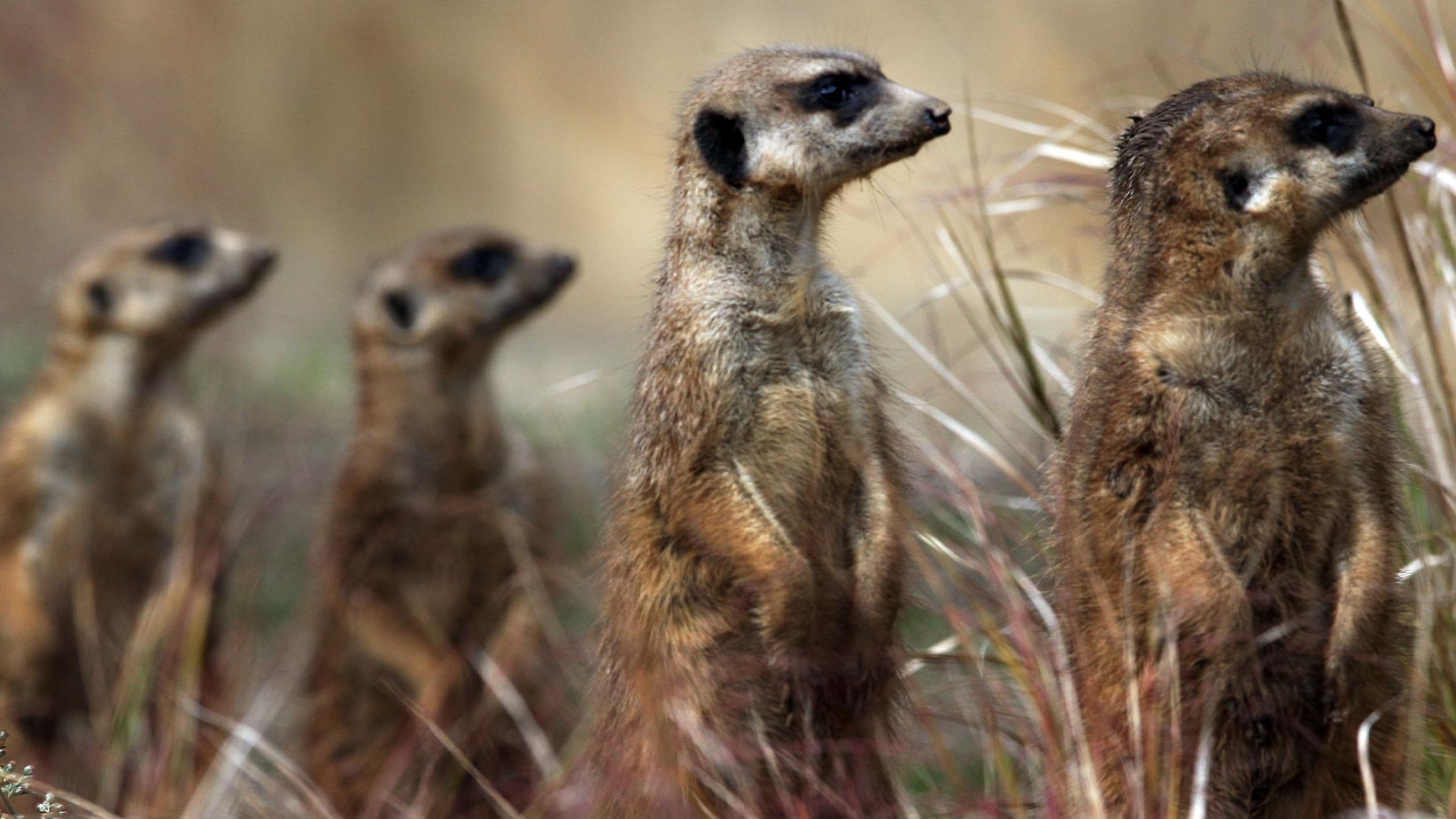 Researchers investigating whether meerkats pick up on human emotions ...