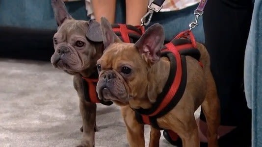 Give a dog a home: Coco and Chanel the French bulldogs