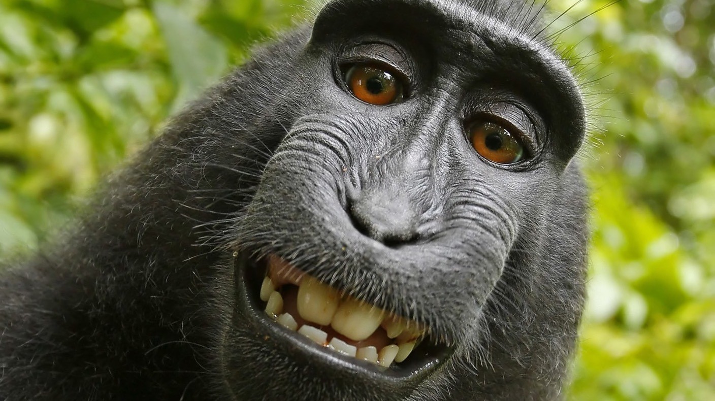 Meet the photographer who says a monkey selfie has ruined his life ...