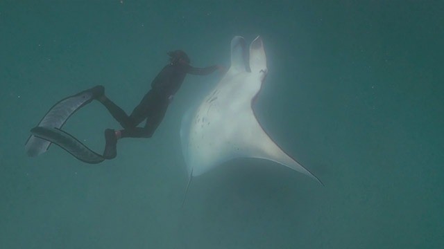 diver removes fish hooks from manta ray The manta ray who recognised a diver