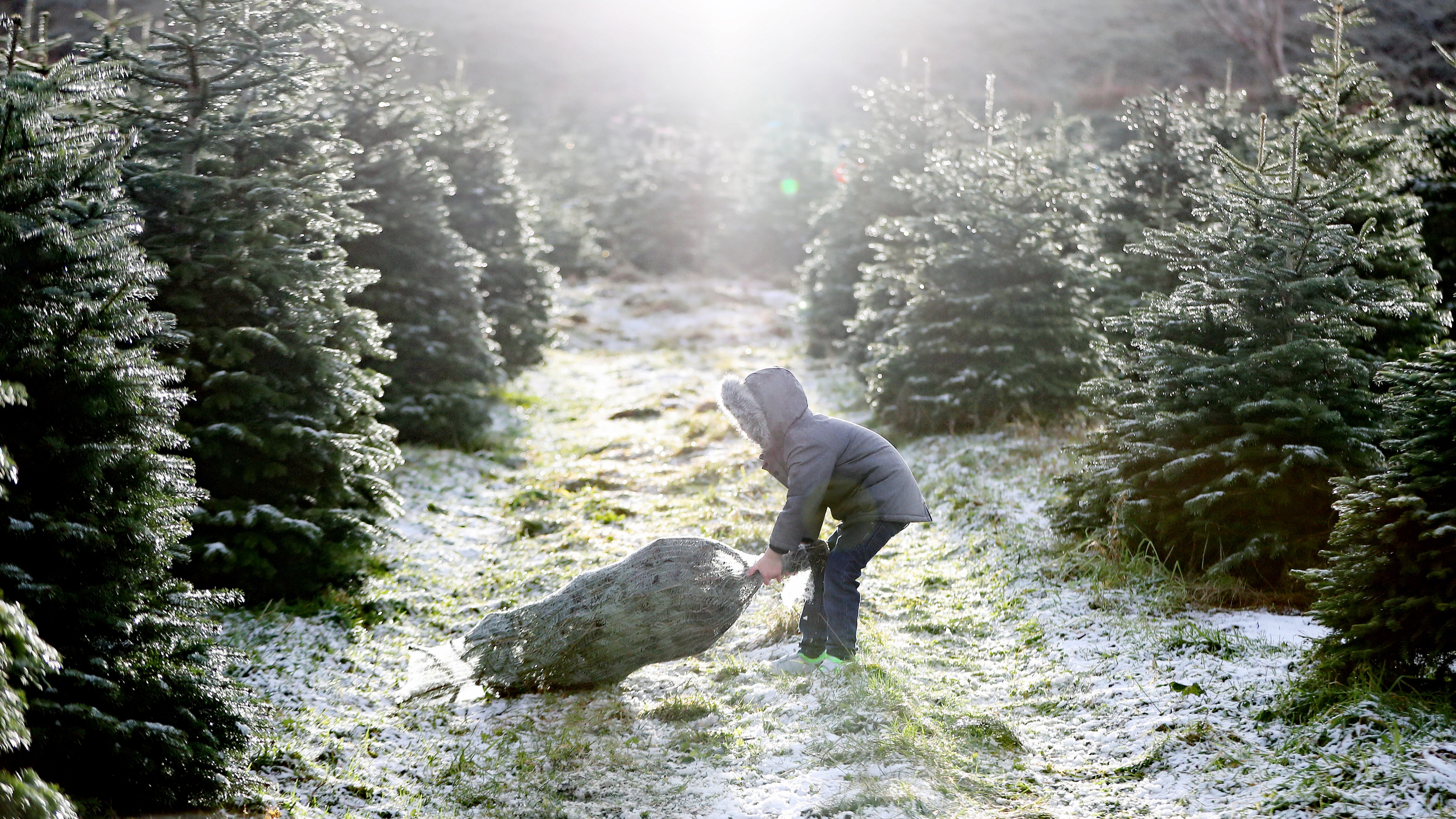 How to pick the perfect Christmas tree | This Morning