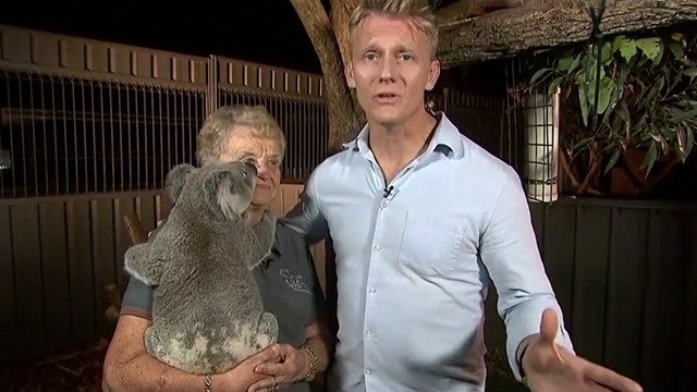 Dr Scott Miller helps out at Australia's Koala Hospital | This Morning