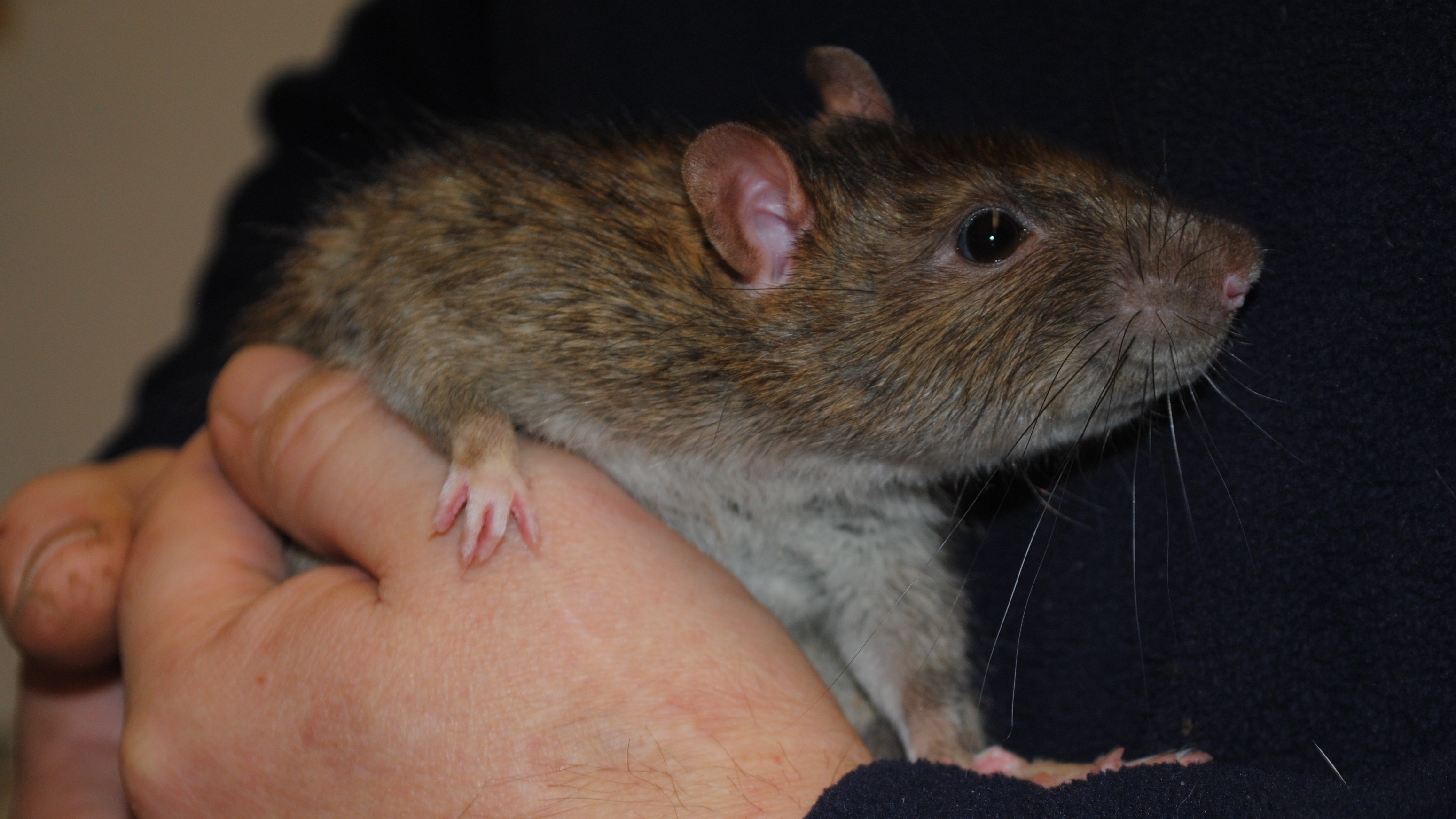 виды мышей. мутации крыс. мутации крыс. мутации крыс. клонирование мышей.