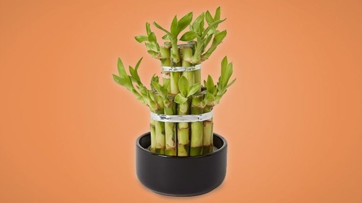 Houseplants to make you happy! | This Morning Houseplants to make you happy! | This Morning