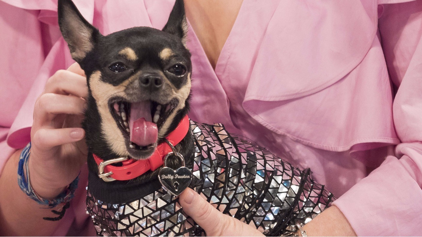 In it FUR the money! How to turn your pet into a social media star ...