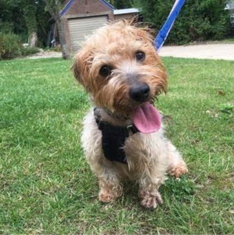 danaher dog rehoming