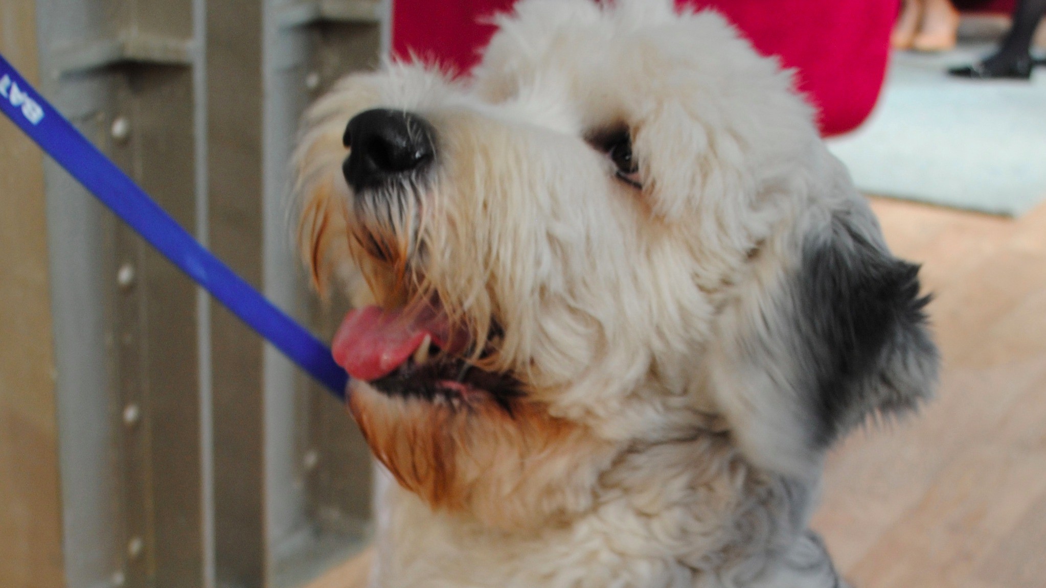 llys nini dogs for adoption