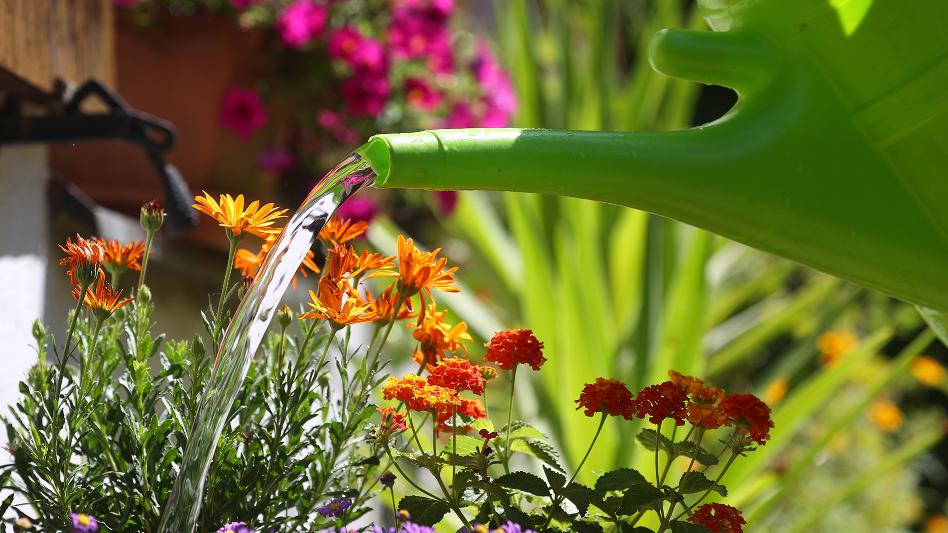 How to help your garden survive the summer heat This Morning