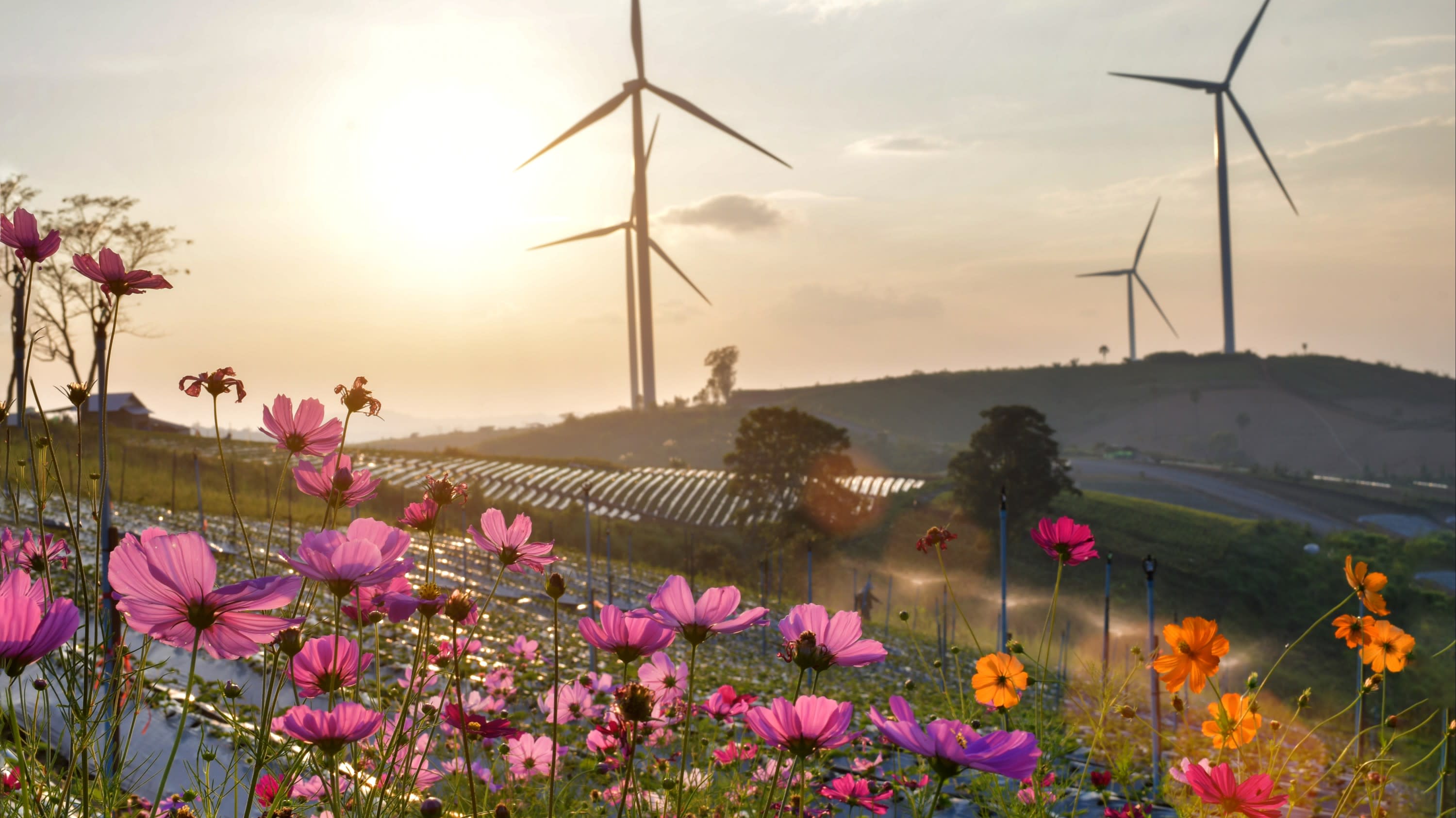 Blumen und Windkraftanlage