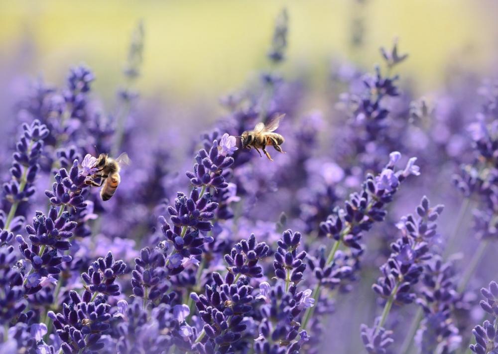 Lavendel und Bienen