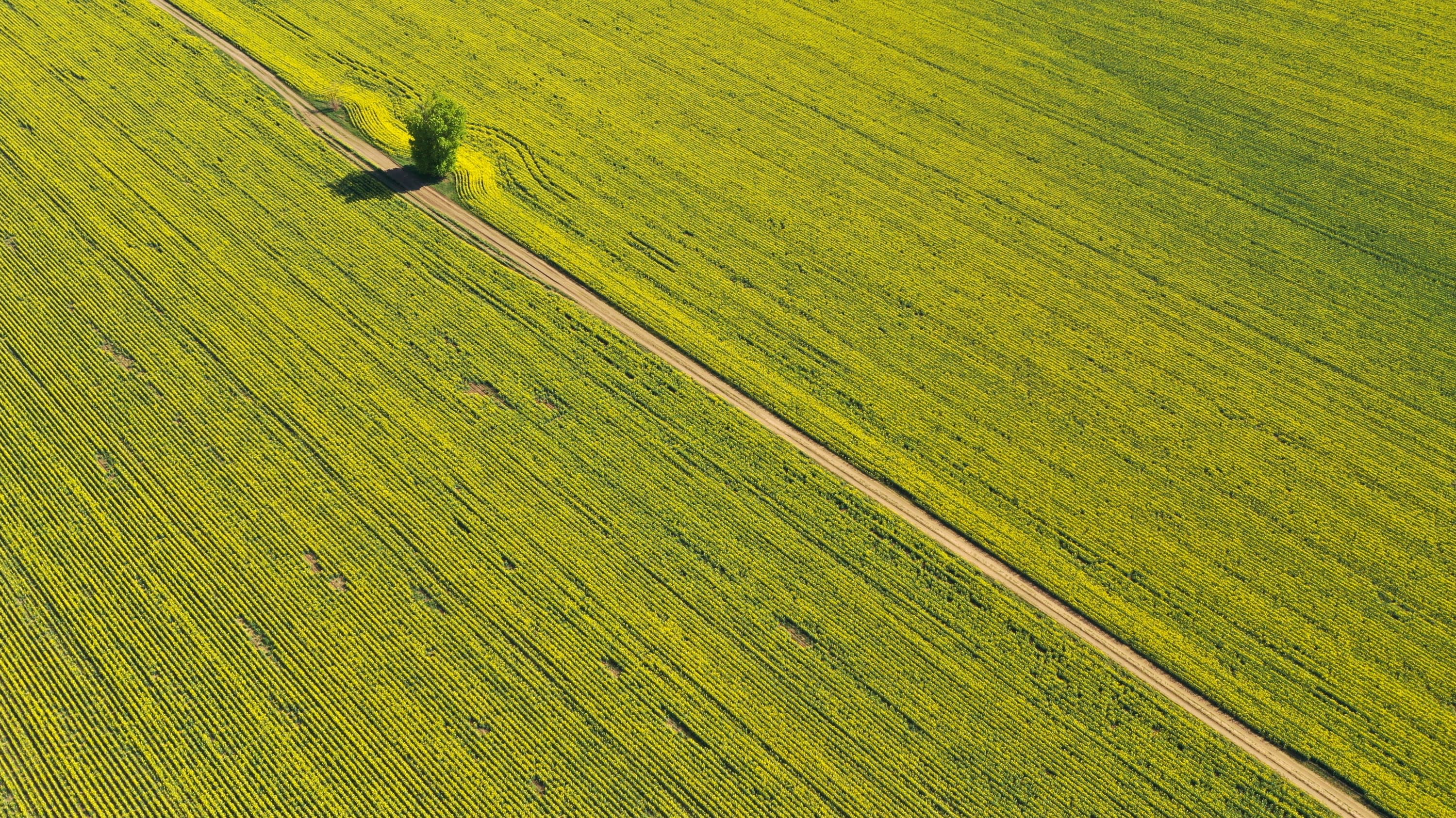 A green field with a path running through it