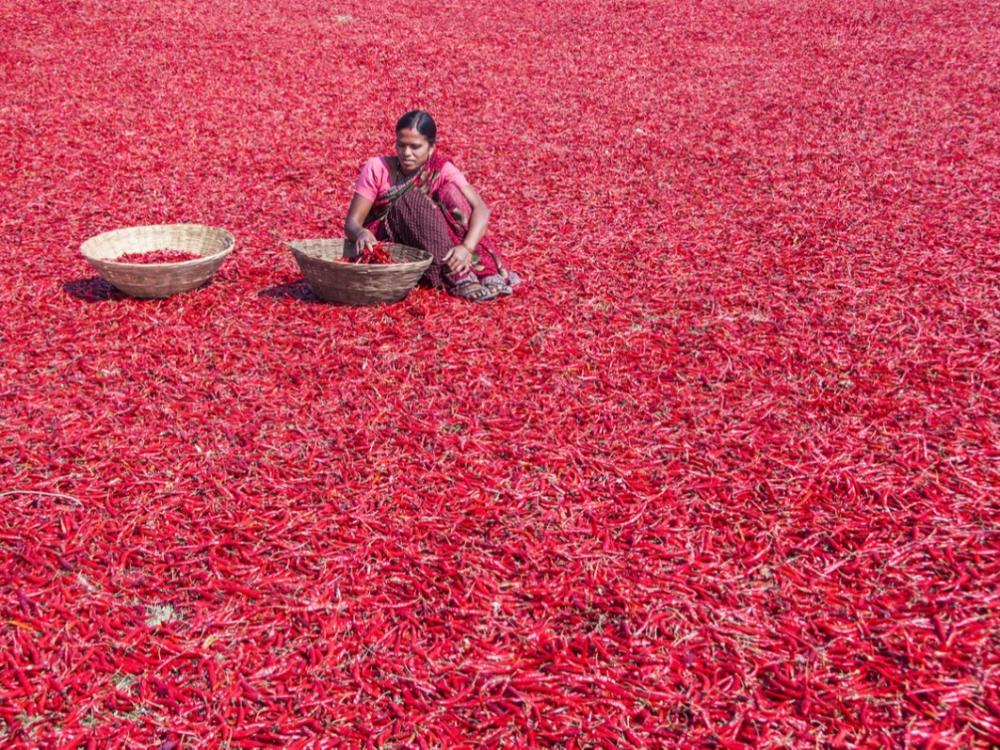 woman sitting in a vast amount of chilis