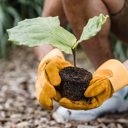 planting a seedling