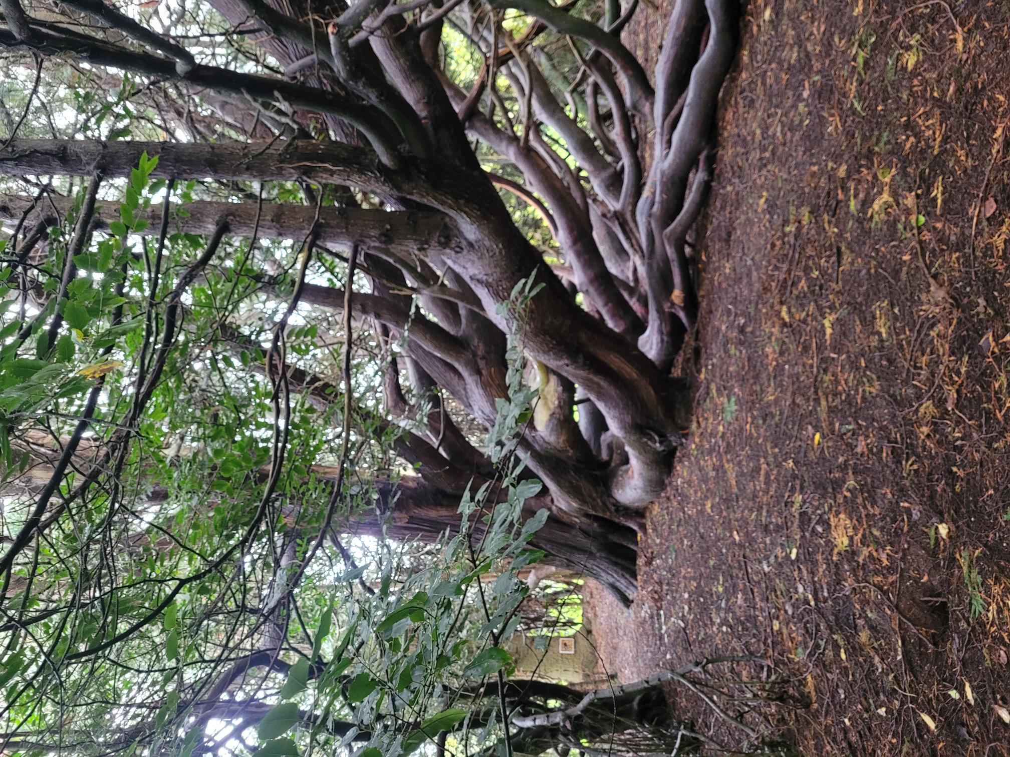 Photo showing the Poltimore House grounds