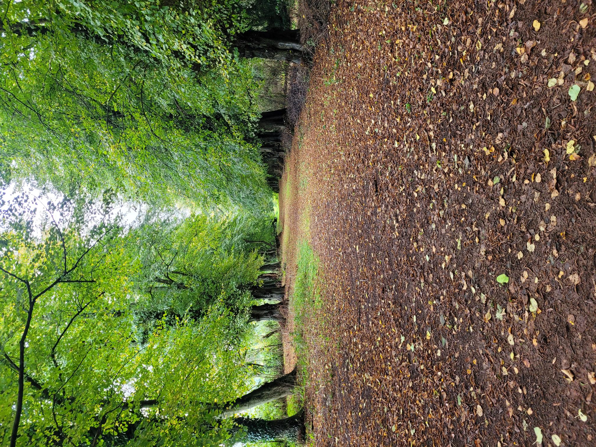 Photo showing the Poltimore House grounds