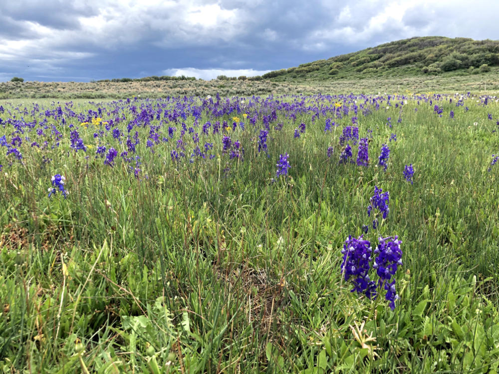 wildflowers1