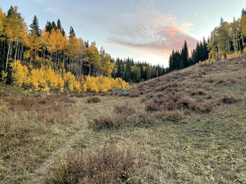 aspens1