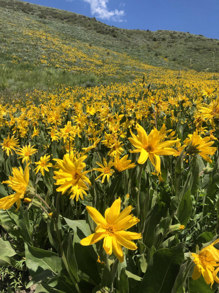 yellow flowers