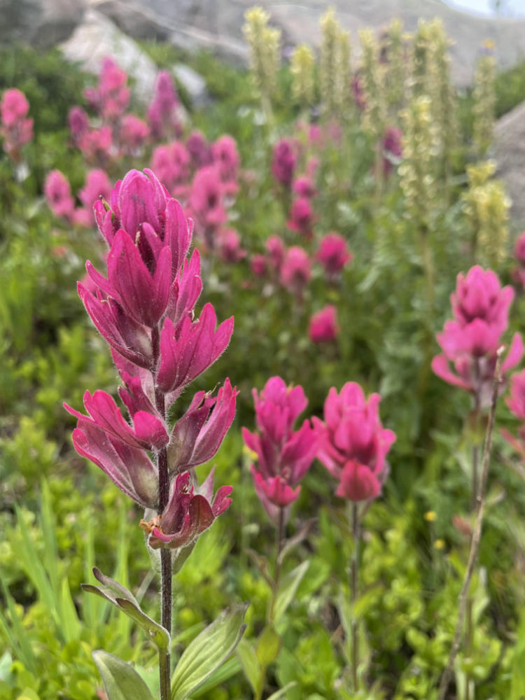 indian paintbrush2