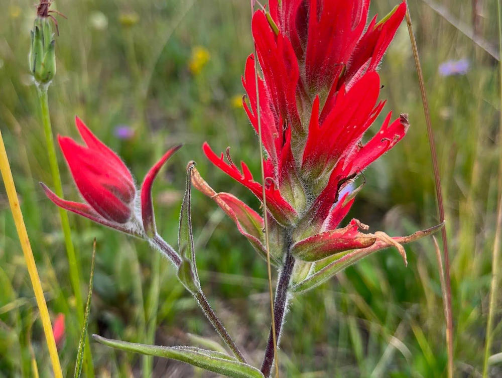 indian paintbrush