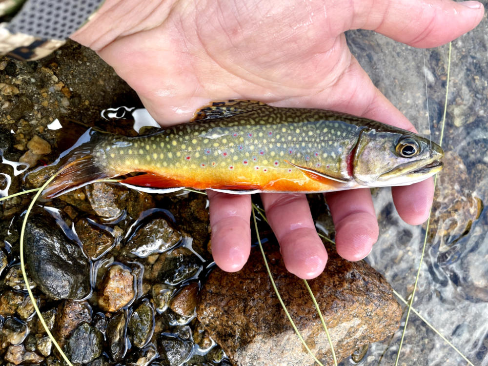 small trout