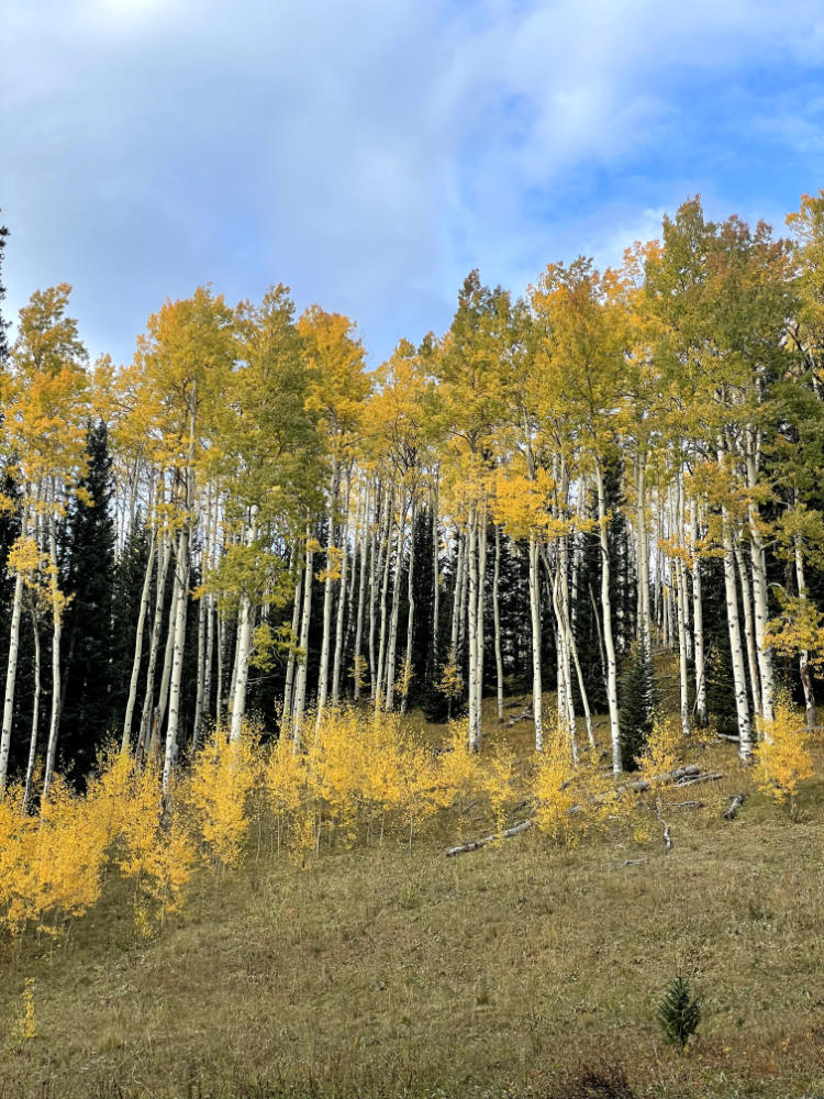 aspens2