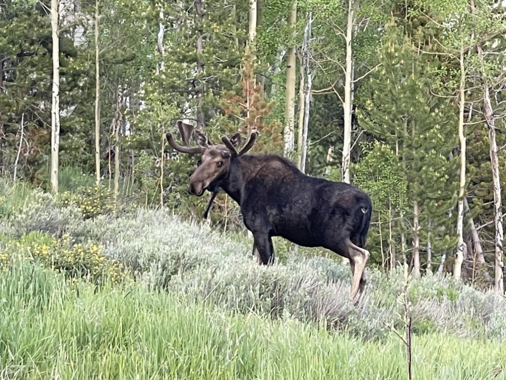 moose