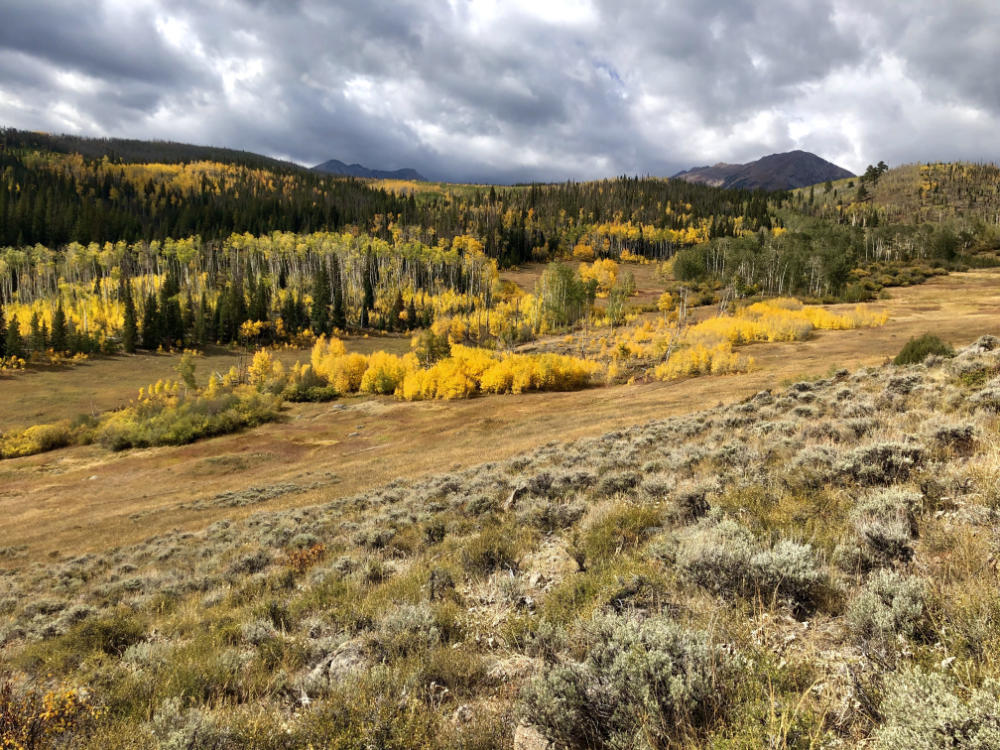 gold aspens