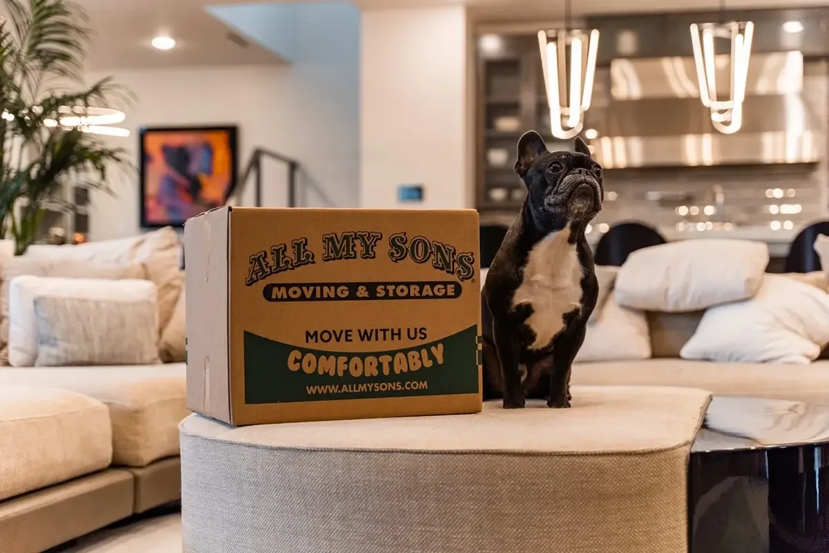 Black dog sits by an All My Sons moving box after his family has successfully moved in.