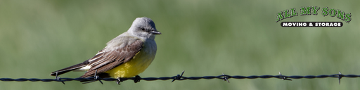 a king bird on a lonely wire