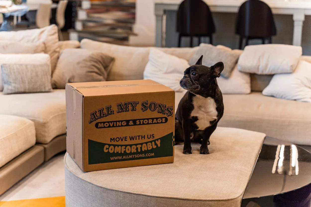 A little black dog sits next to a moving box full of his special pet essential items.