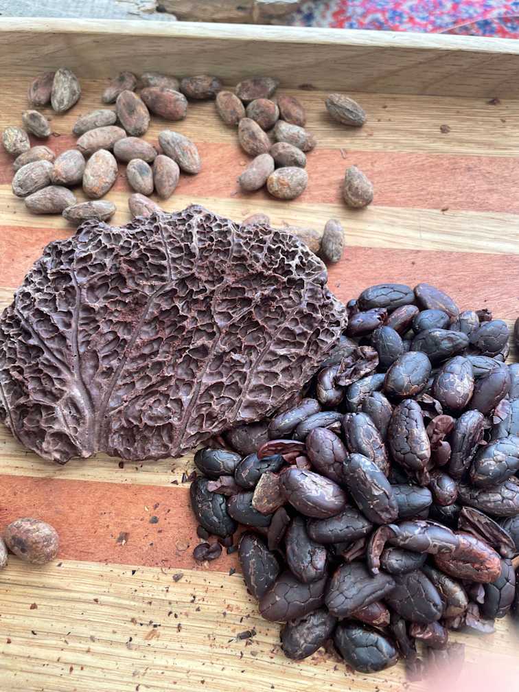 Theobroma Cacao Explained: Benefits, Science, Preparation & Nervous System Support