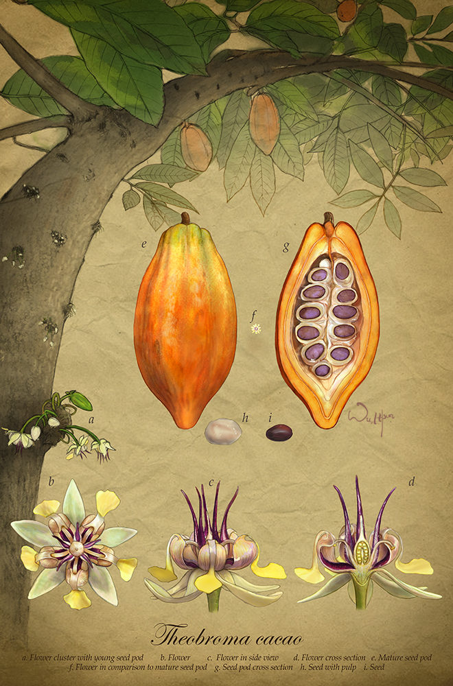 cacao-illustration-web-660x1000