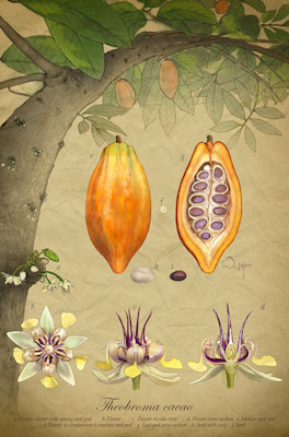 cacao-illustration-web-660x1000