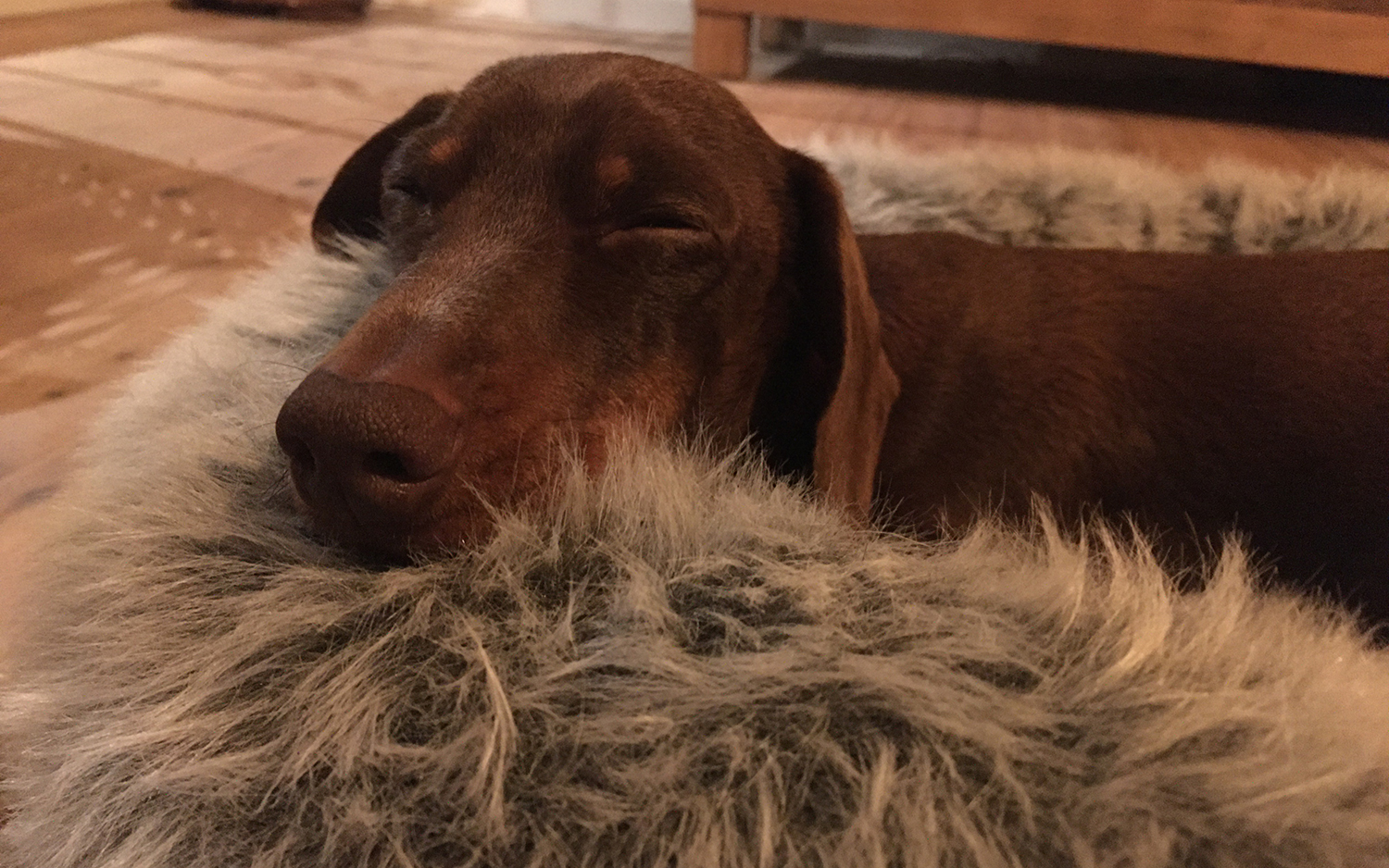 virgin australia pet travel