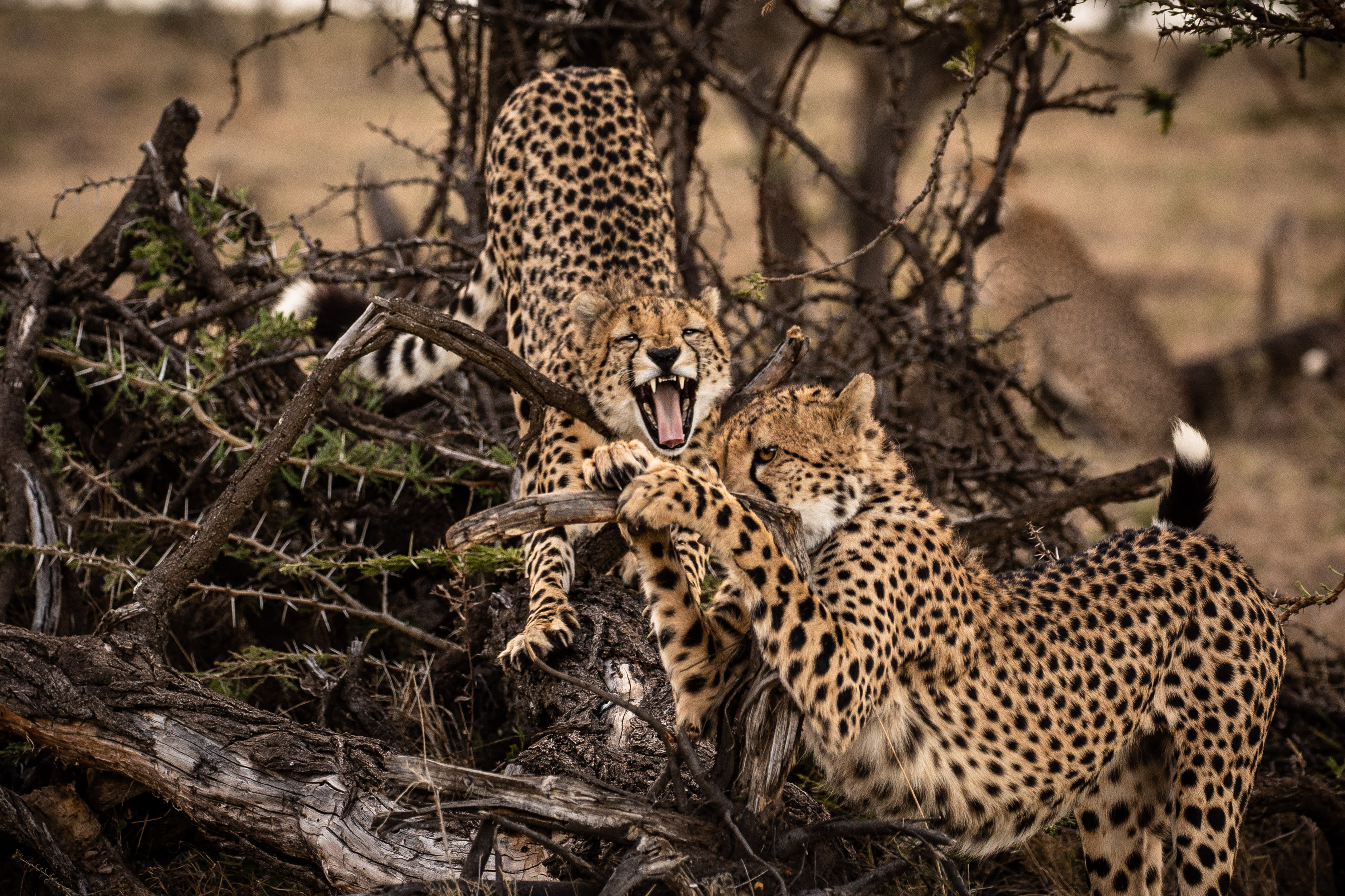 Mahali Mzuri safari camp