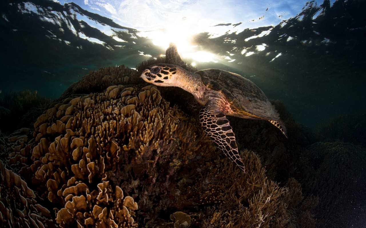 Sea turtle