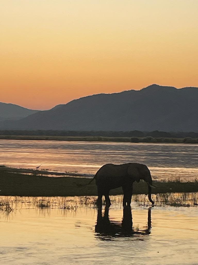 Elephant in the Zambezi Valley