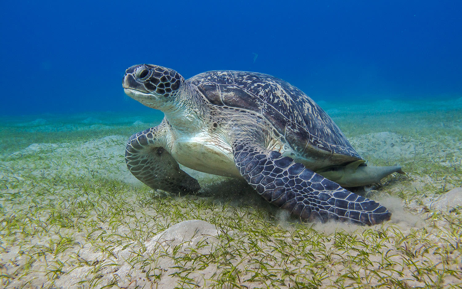 A giant sea turtle under the water