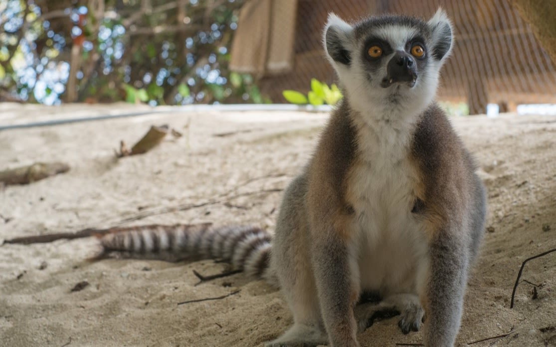 Lemur on Necker Island sitting on the ground